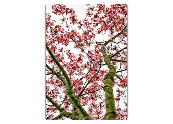 Pink Cherry Blossom Tree