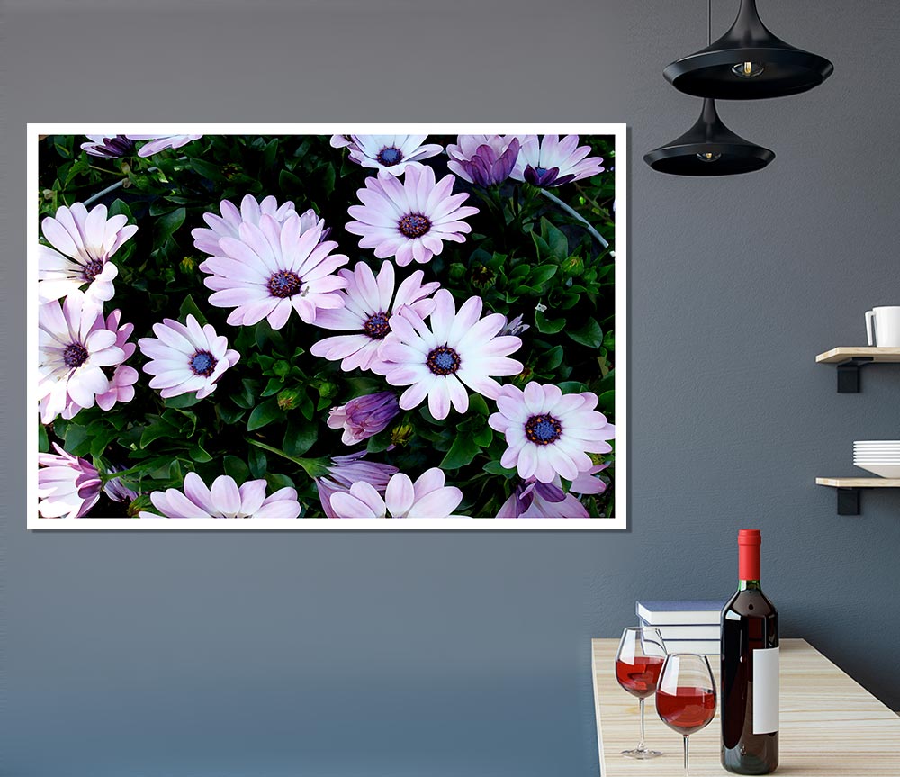 White Pink Baby Daisies Print Poster Wall Art