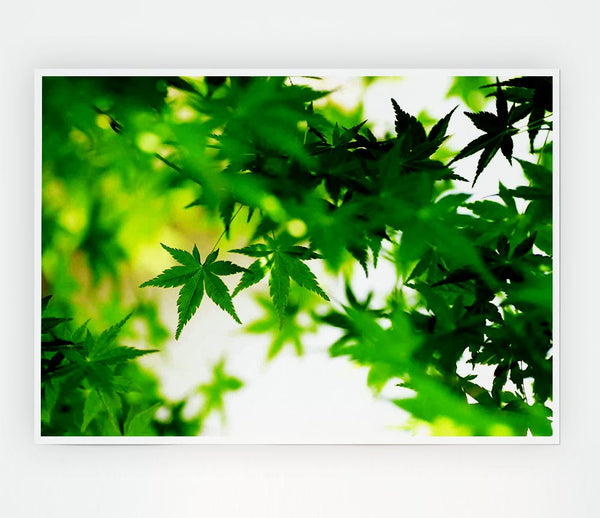 Green Leaves Bathed In Sunlight Print Poster Wall Art