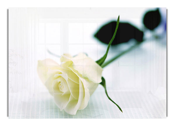 Single White Rose 02