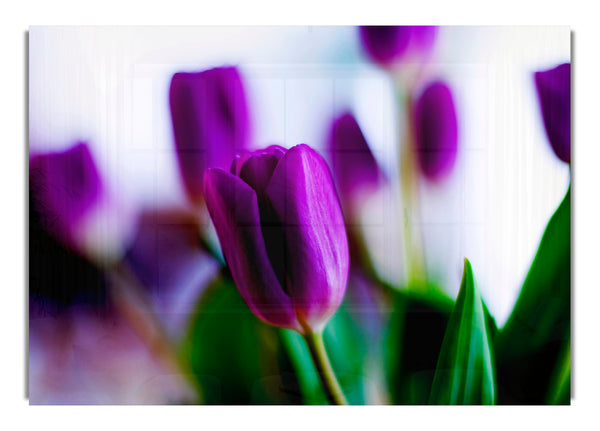 Purple Tulips