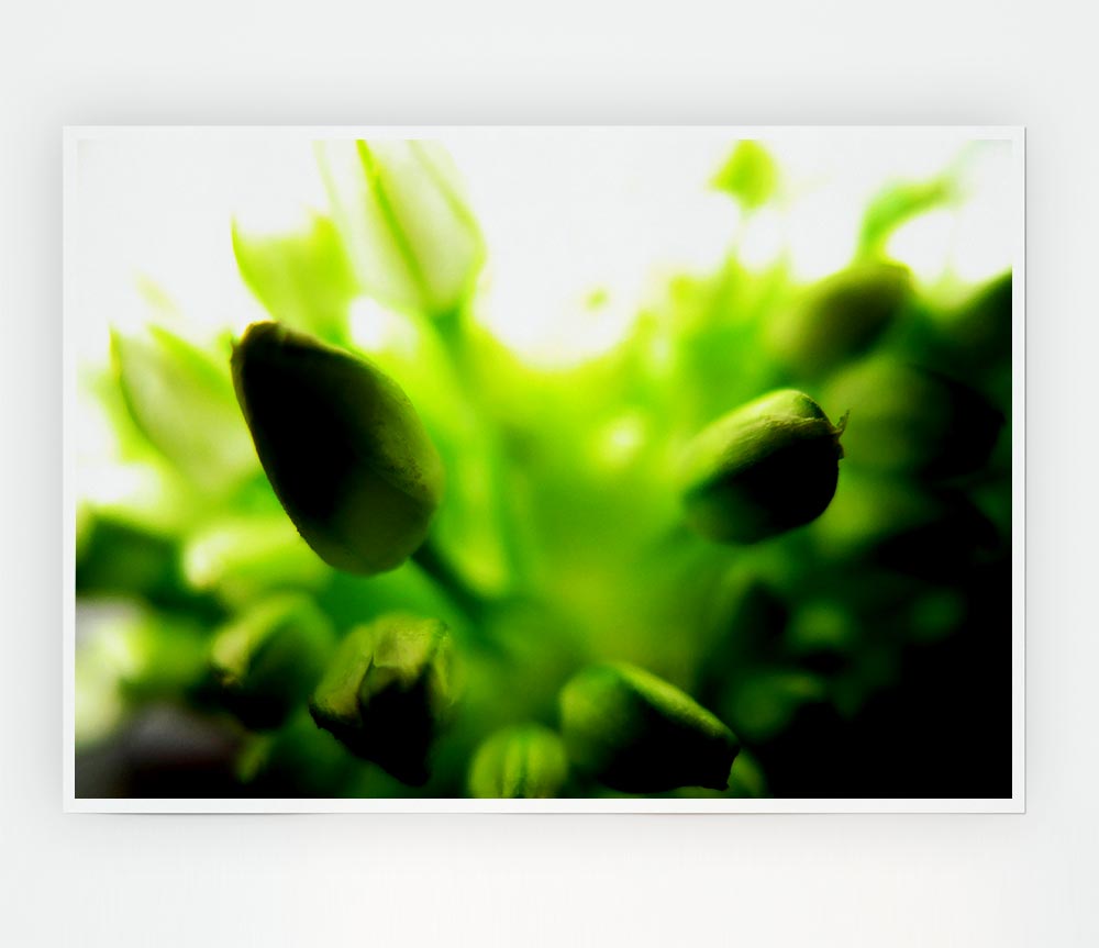 Green Buds In Sunlight Print Poster Wall Art