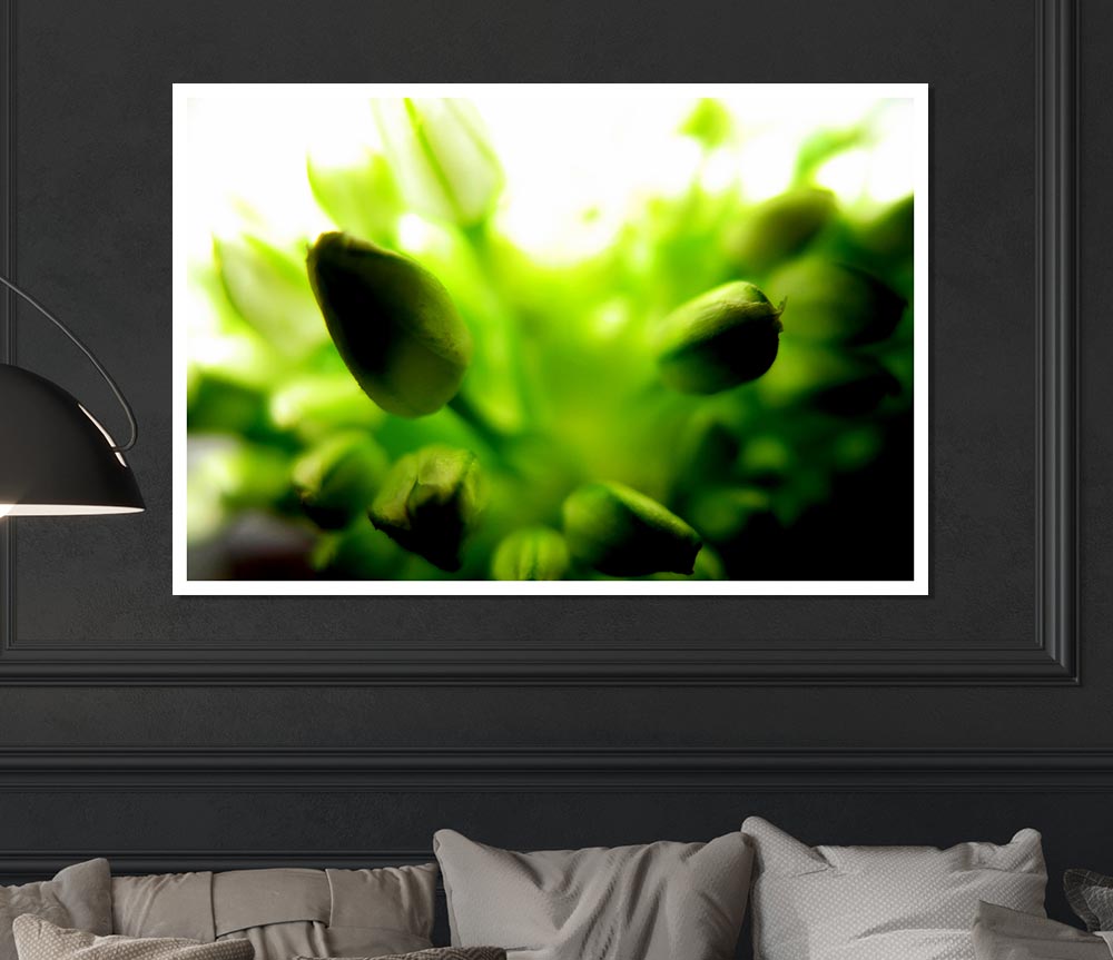 Green Buds In Sunlight Print Poster Wall Art