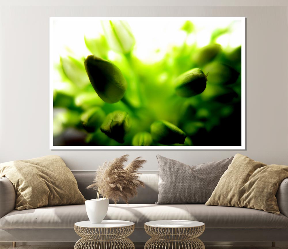 Green Buds In Sunlight Print Poster Wall Art