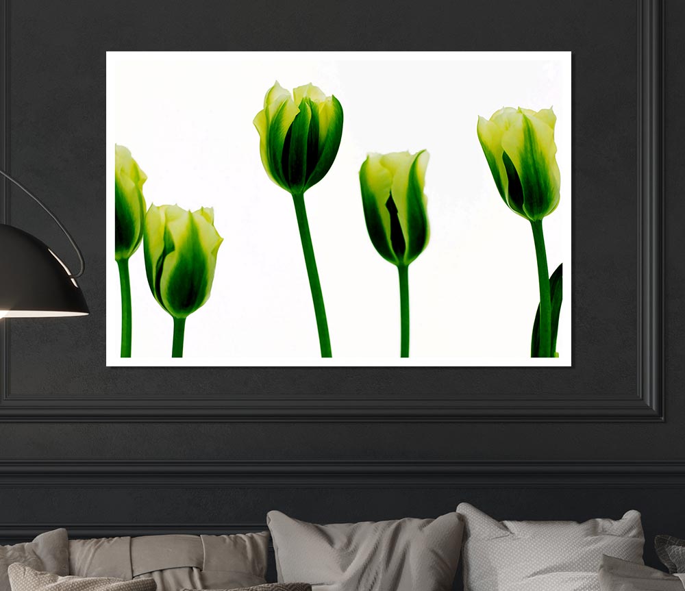 White Green Tulip Parade Print Poster Wall Art