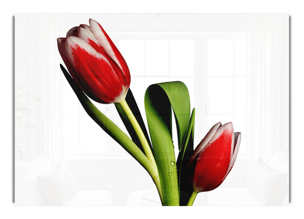 Twin Red Tulips Flowers Canvasb