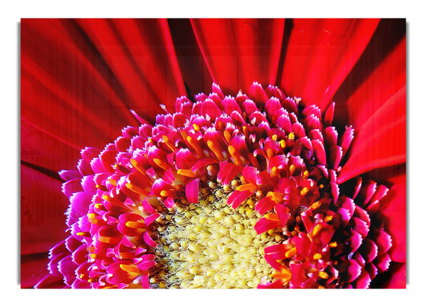 Red Gerbera Close Up 1