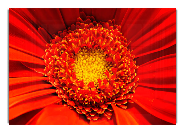 The Centre Of A Gerbera