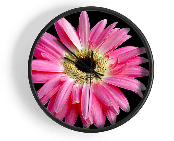 Pink Daisy On Black Clock - Wallart-Direct UK