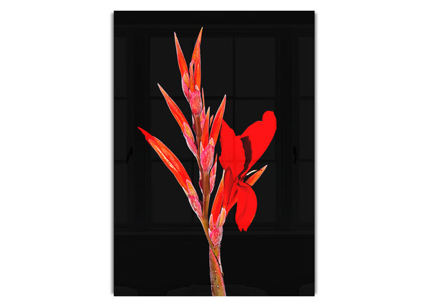 Red Night Flower