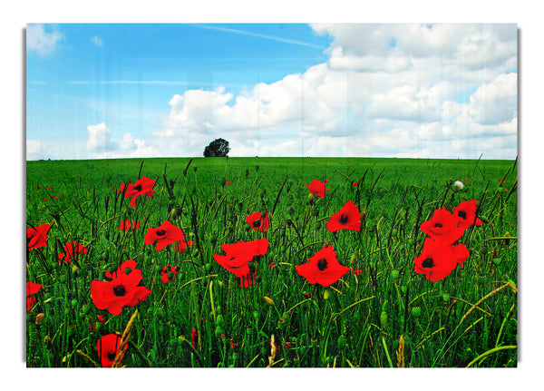 Poppy Fields On A Cloudy Day