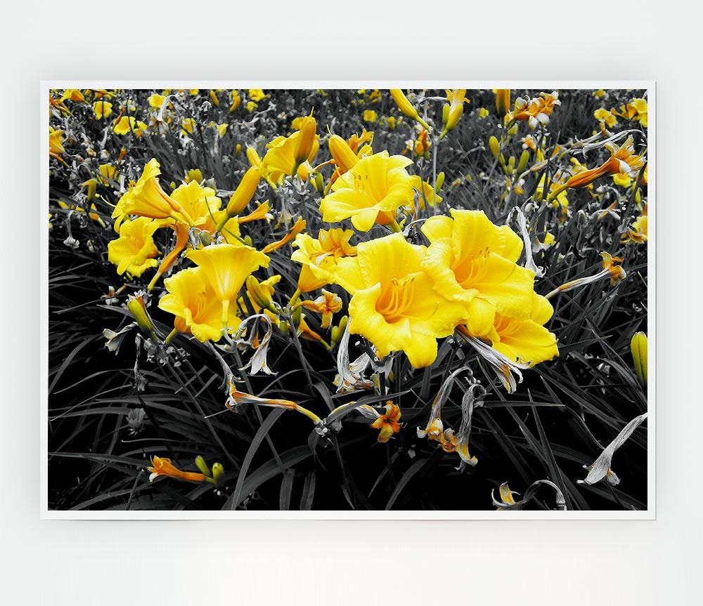 Yellow Trumpet Flowers On B N W Print Poster Wall Art