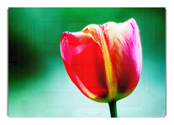 Single Pink Tulip