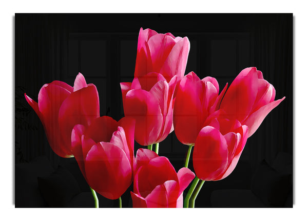 Flower Cerise Tulips