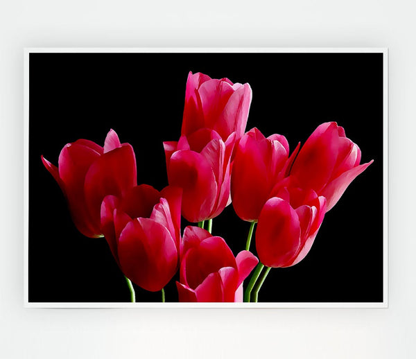 Flower Cerise Tulips Print Poster Wall Art