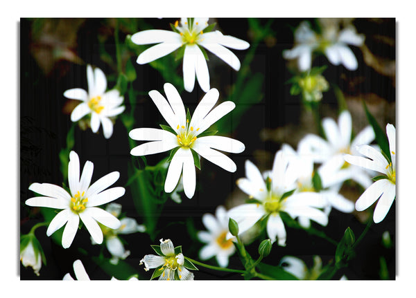 White Garden Daisies