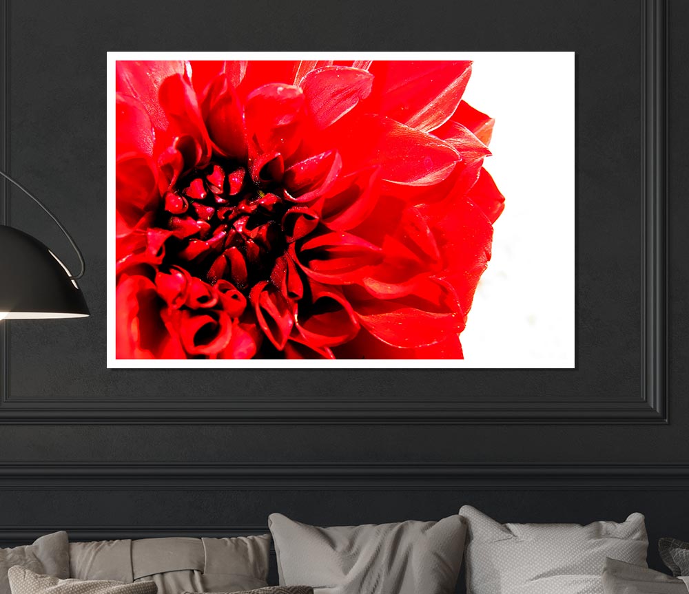 Carnation In Bloom Print Poster Wall Art