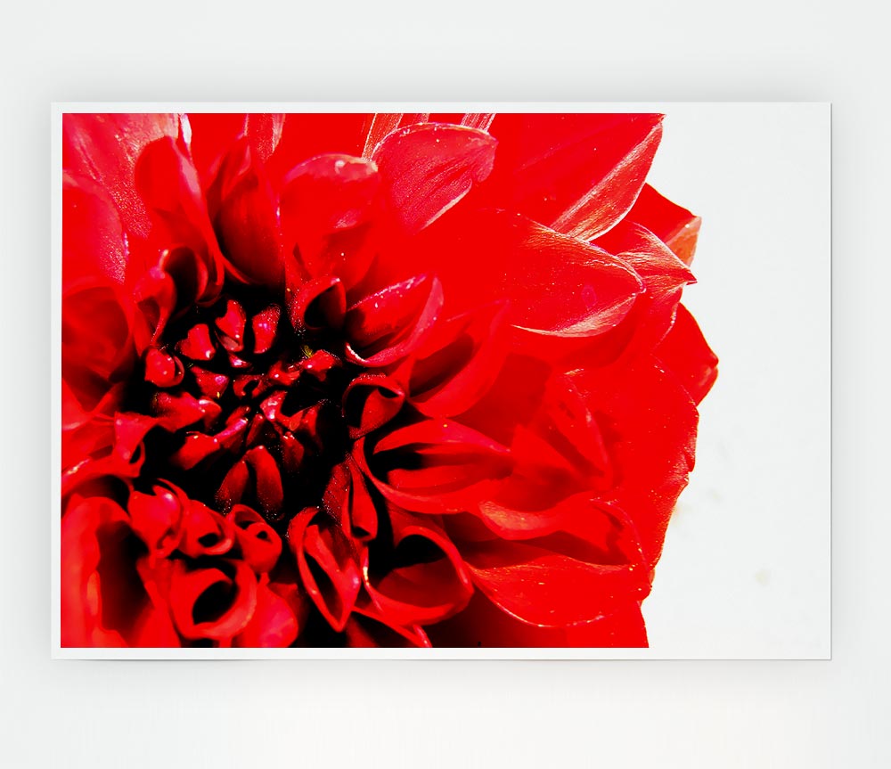 Carnation In Bloom Print Poster Wall Art