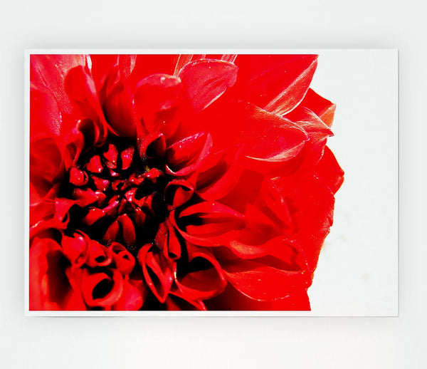 Carnation In Bloom Print Poster Wall Art