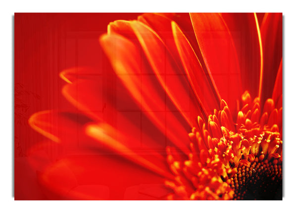 Orange Gerbera Petals