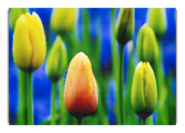 Yellow Tulips In A Purple Field