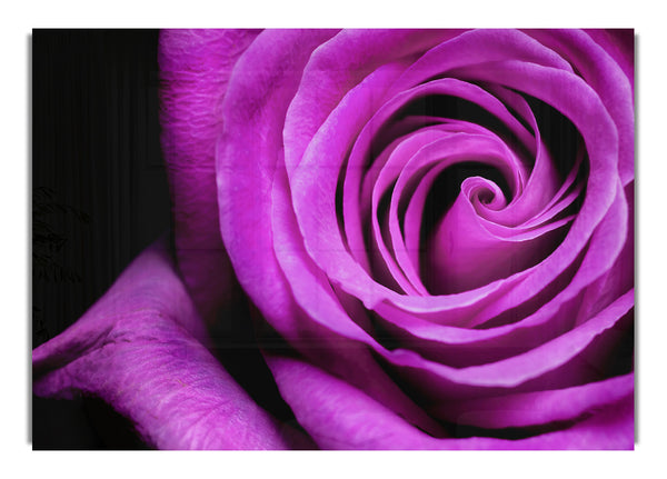 Purple Velvet Rose