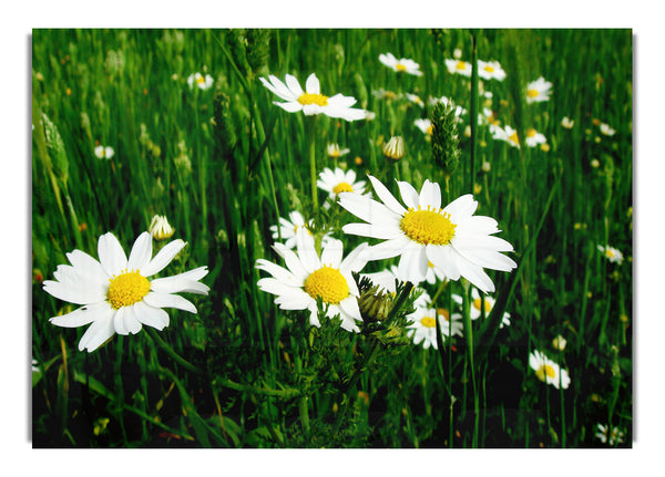 White Daisy Field