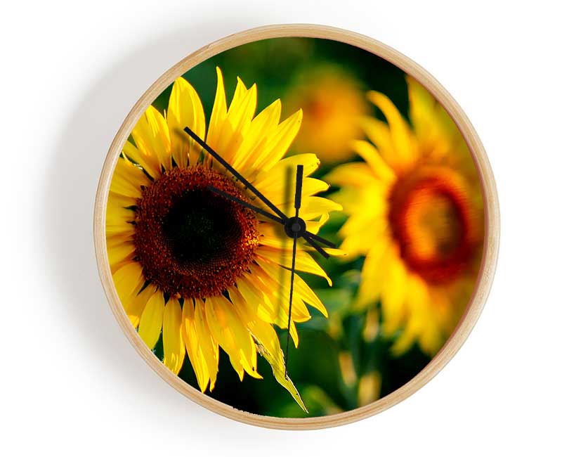 Sunflower Duo Clock - Wallart-Direct UK