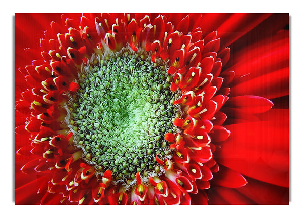 Red Gerbera Close Up