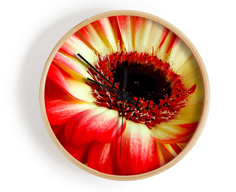 Red Daisy Petals Clock - Wallart-Direct UK