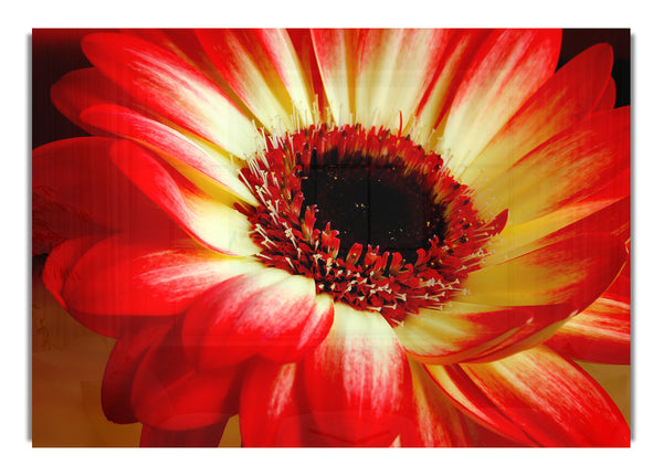 Red Daisy Petals