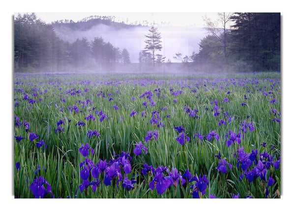 Bluebell Mist