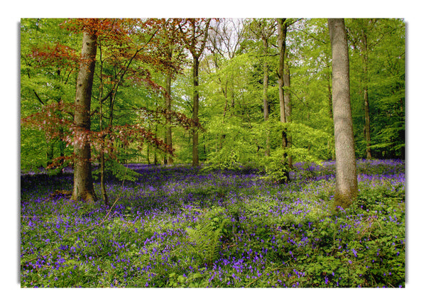 Purple Flowers In The Forest