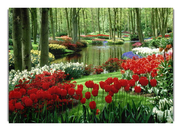 Tulip River