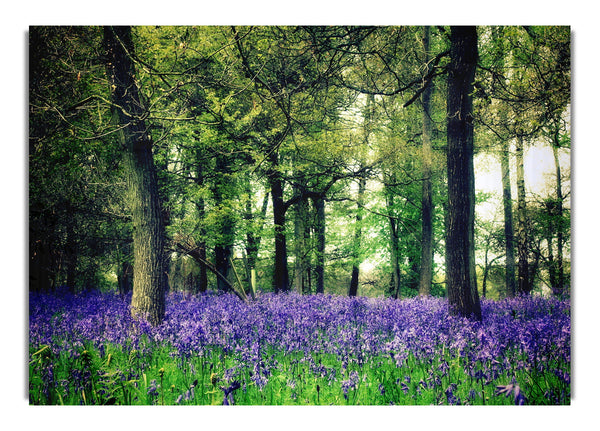 Bluebell Woodland