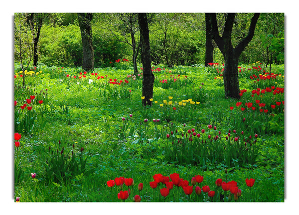 Tulip Woodland