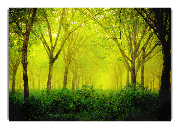 Stunning Green Forest