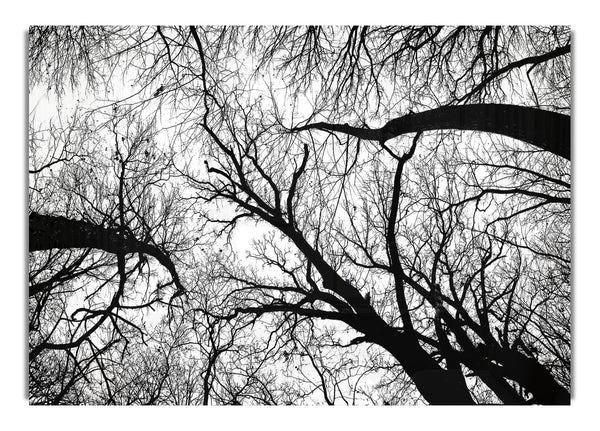 Pecan Grove Black And White