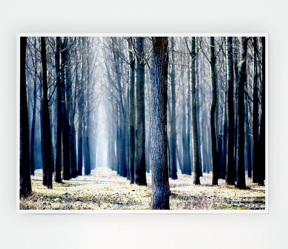 Trees Line Up In Winter Print Poster Wall Art