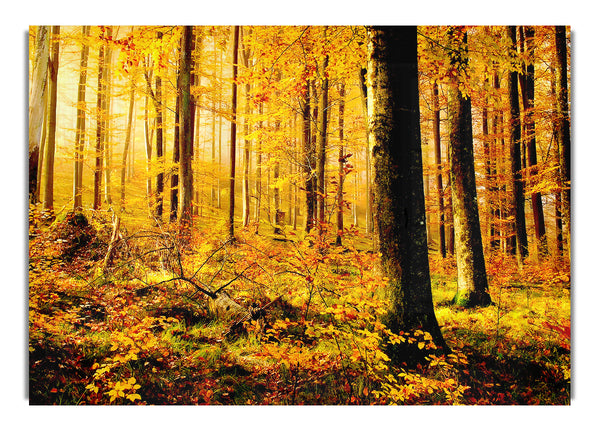 Deutscher Wald im Herbst