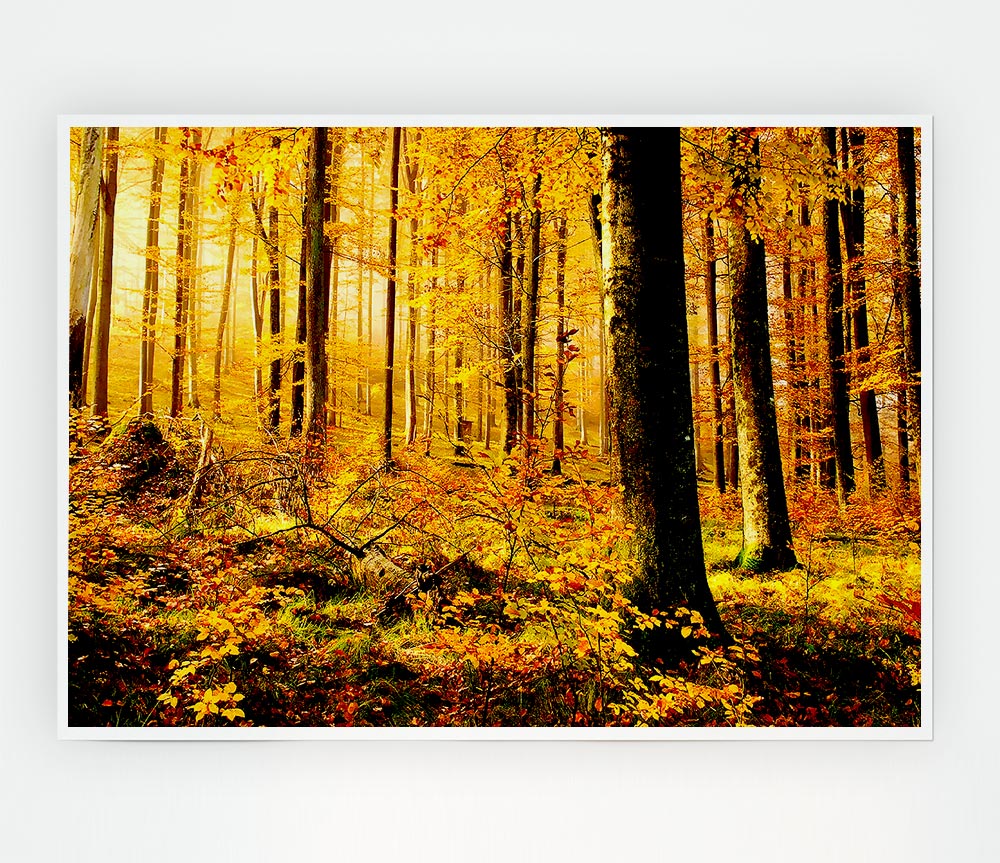 German Forest In Autumn Print Poster Wall Art