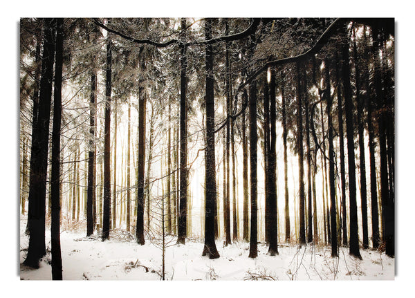 Winter Forest 2