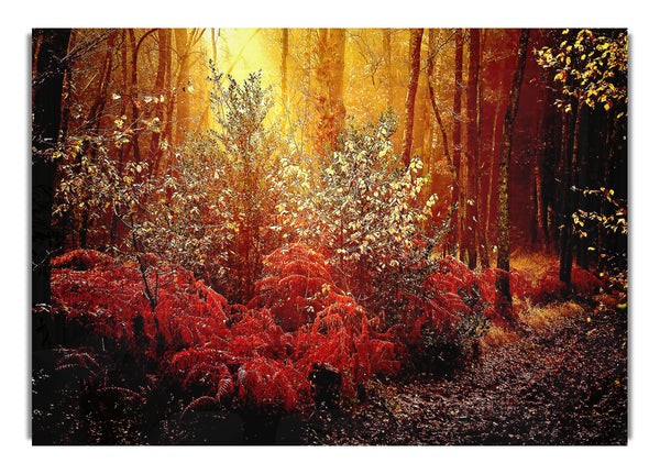 Autumn Forest