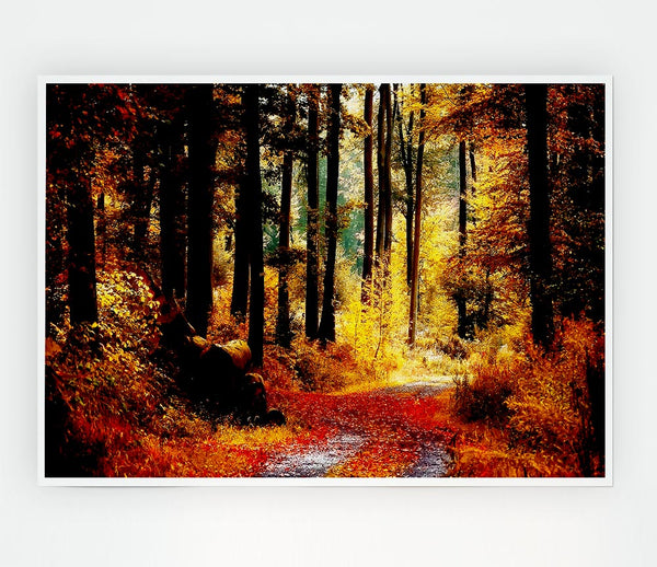 Forest Autumn Path Print Poster Wall Art