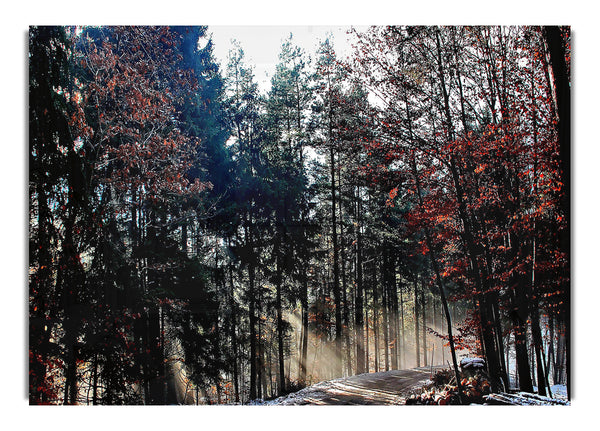 Forest Road In Winter