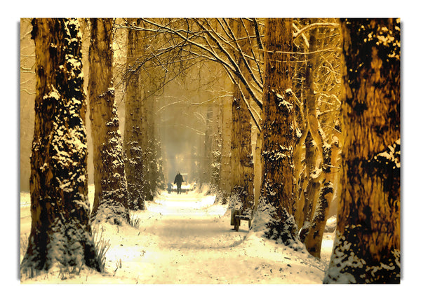 Beautiful Tree Alley Winter