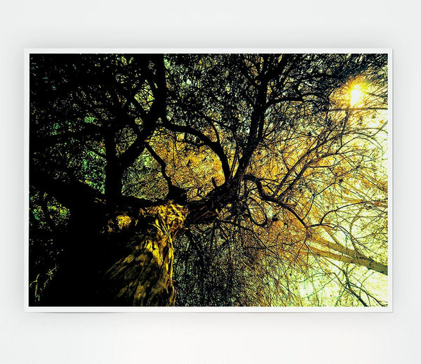 Ancient Tree Print Poster Wall Art