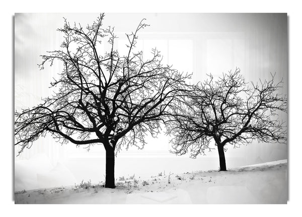 Trees In Winter