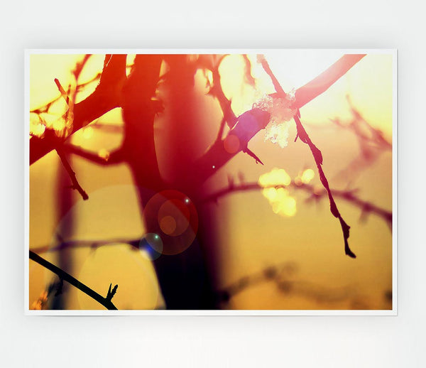 Winter Sunlight Print Poster Wall Art