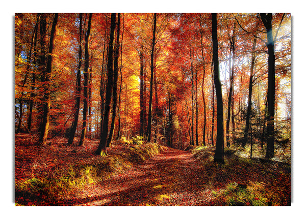 Herbstlicher Waldweg